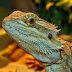 Choosing A Healthy Bearded Dragon