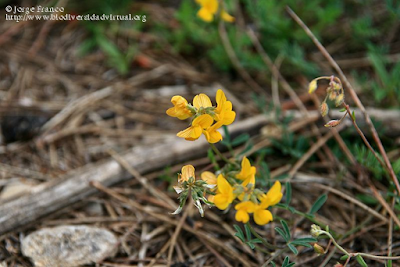 http://www.biodiversidadvirtual.org/herbarium/Hippocrepis-sp.-img282119.html