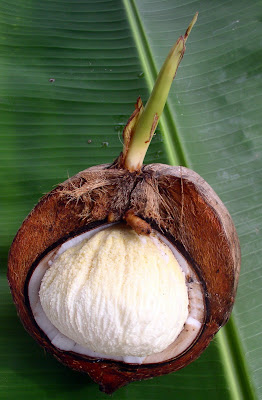 coconut with bubble as it sprouts