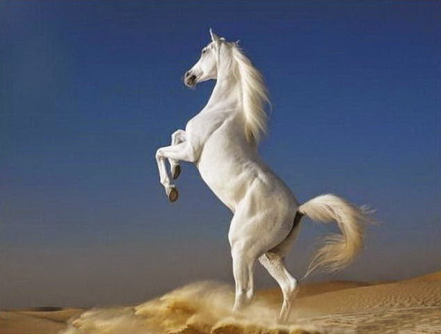 http://www.funmag.org/pictures-mag/animals-and-birds/wild-horse-pictures/