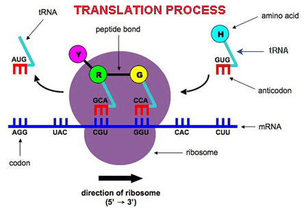 Translation process