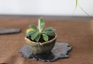 チシマタンポポの小さな盆栽のアップ