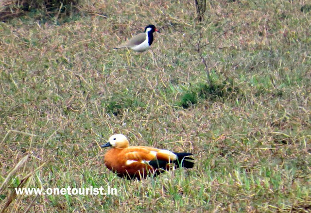 keoladeo national park , Bharatpur , Rajasthan 