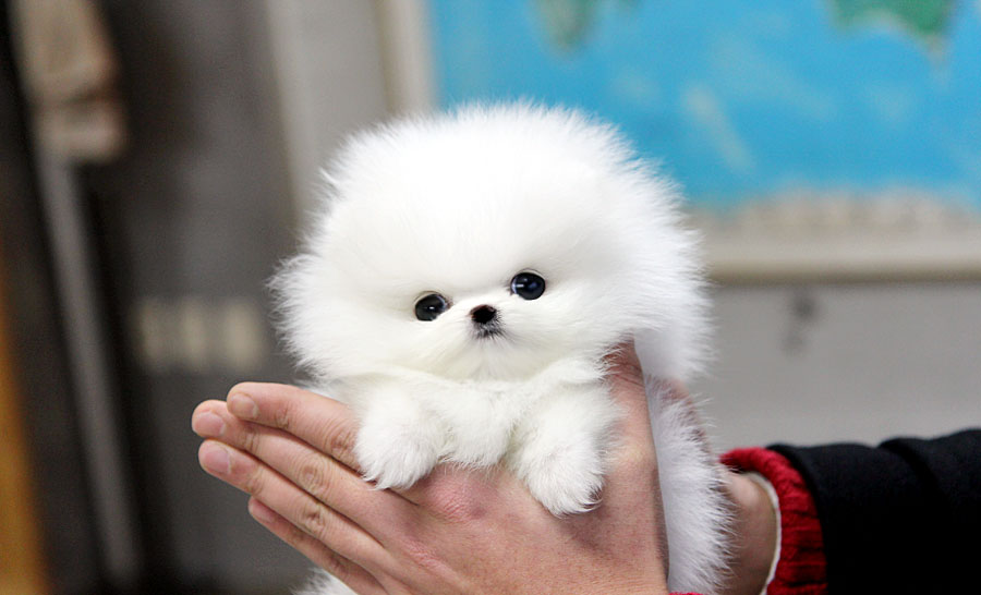 TEACUP PUPPY: ★Teacup puppy for sale★ White teacup ...