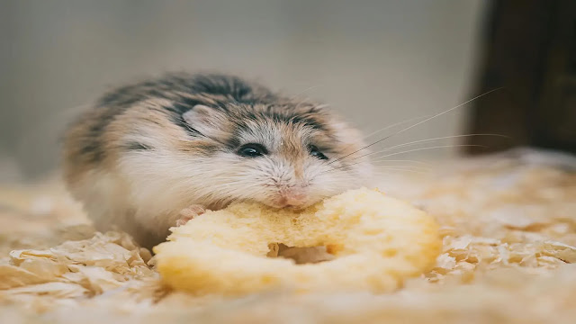 Hamster eating food