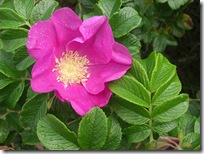 wild rose