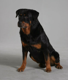 rottweiler puppy