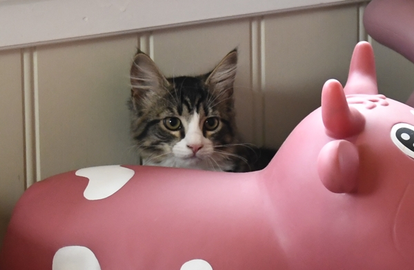 katt pus pusekatt kattepus
