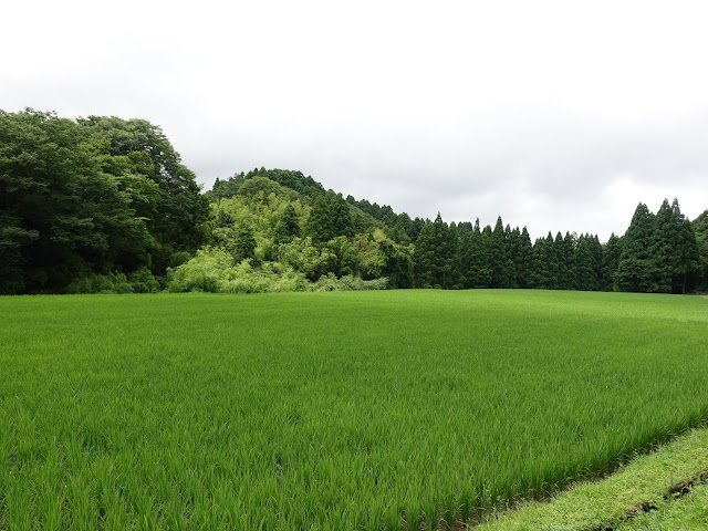 鳥取県西伯郡大山町種原　種原集落　水田の風景