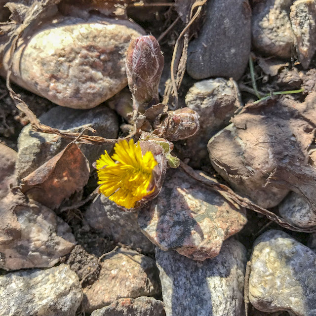 tussilago, vårblomma