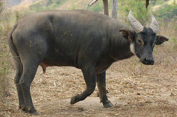 Mindoro Dwarf Buffalo philippines
