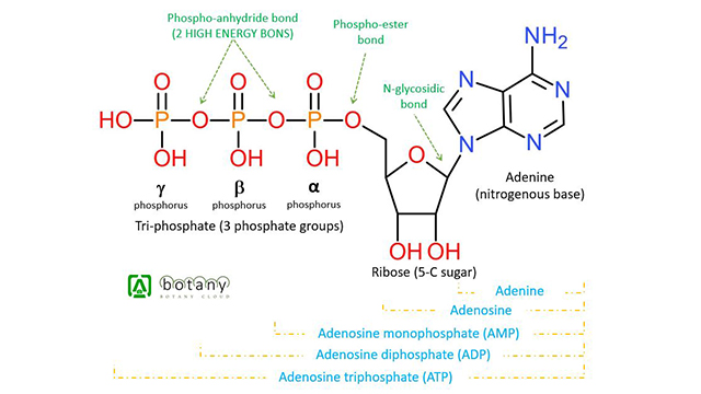 Structure of ATP