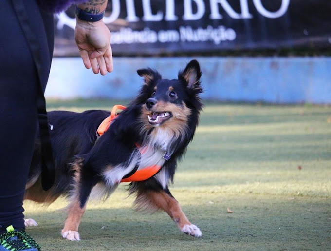 Terapeutas Comportamentais apontam a importância dos cuidados com pets na fase pós-quarentena