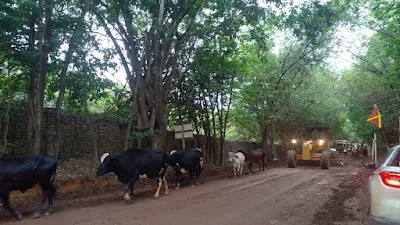 Atropelamento de animais; gado na pista