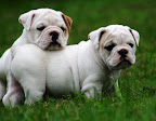 Perros Bulldogs