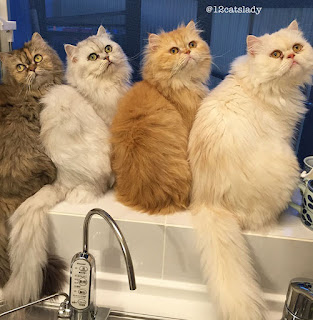 La alocada vida cotidiana de “la dama de los 12 gatos” que adoptó a doce gatos persas
