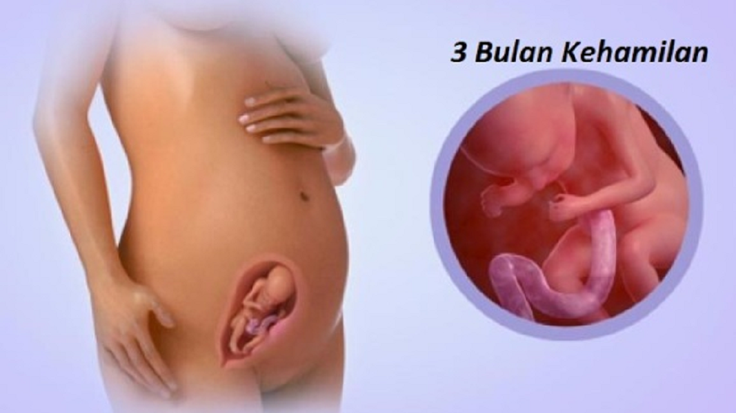 Terapi Janin: Kehamilan 3 Bulan