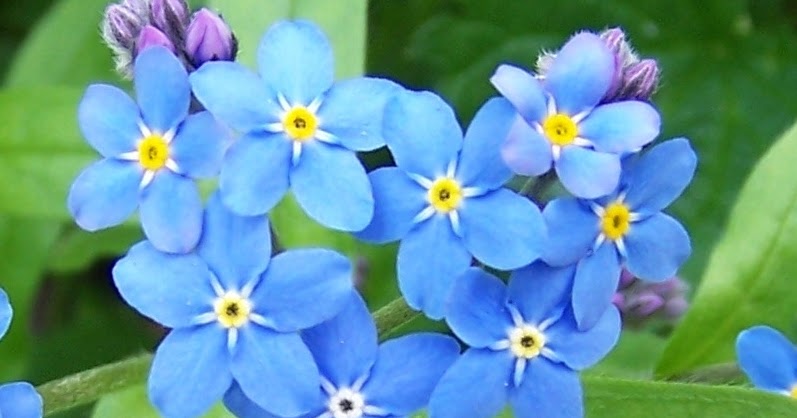雑草戦争 ワスレナグサ 忘れな草 を植える 雑草戦争 ワスレナグサ 忘れな草 を植える