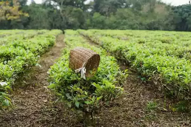 Sesc São Paulo lança linha de produtos com foco em sustentabilidade