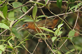 Rusty-cheeked Scimitar-Babbler