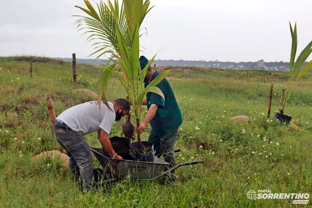 Prefeitura de João Pessoa planta 100 mudas de coqueiro ao longo da orla da Capital