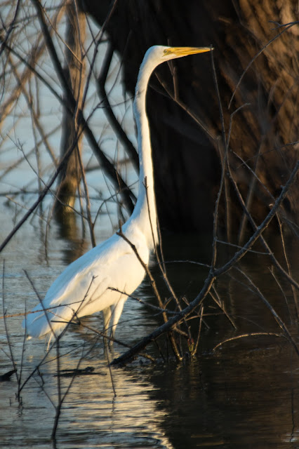 Great Egret, Murrell Park