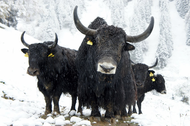 yak
