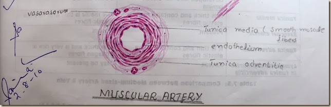 muscular artery high resolution histology diagram