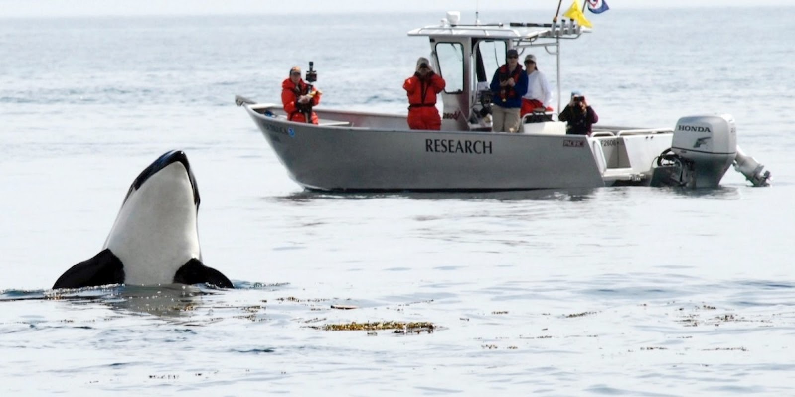 With Only 74 Southern Resident Orcas Left, The Canadian Government Announced New Measures To Protect Endangered Species