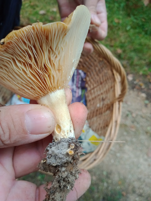 Ringed Milkcap Lactarius zonarius, Indre et Loire, France. Photo by Loire Valley Time Travel.