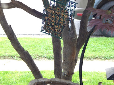 squirrel hanging on bird feeder