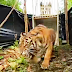 Harimau Sumatera "Sipogu" Dilepas Kembali ke Habitatnya di Pasaman Barat