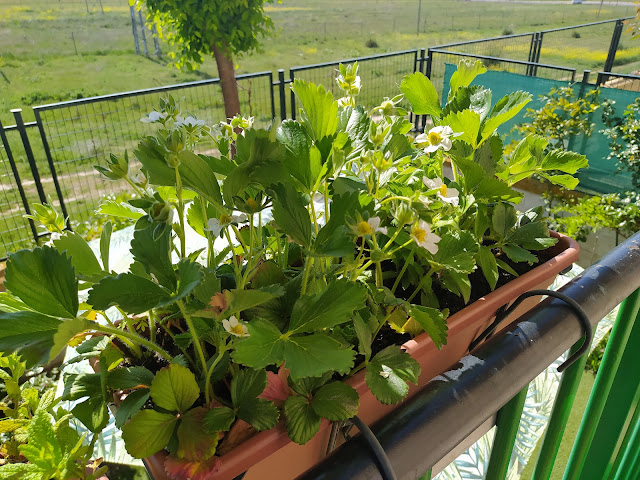 Fresones (Fragaria x ananassa).