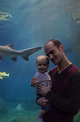 adventure aquarium shark tunnel