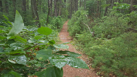 along the white blaze trail in Franklin Town Forest (off Summer St)