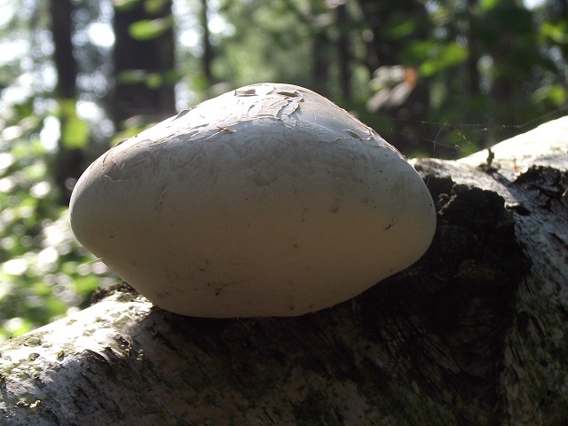 Piptoporus betulinus