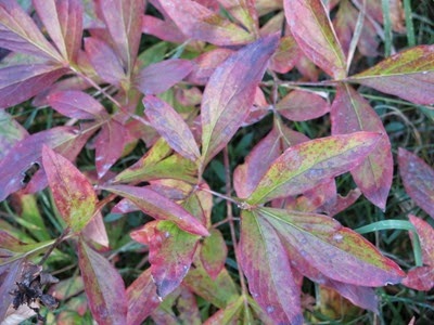 multicoloured