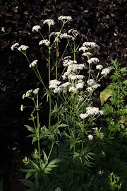 Valerian
