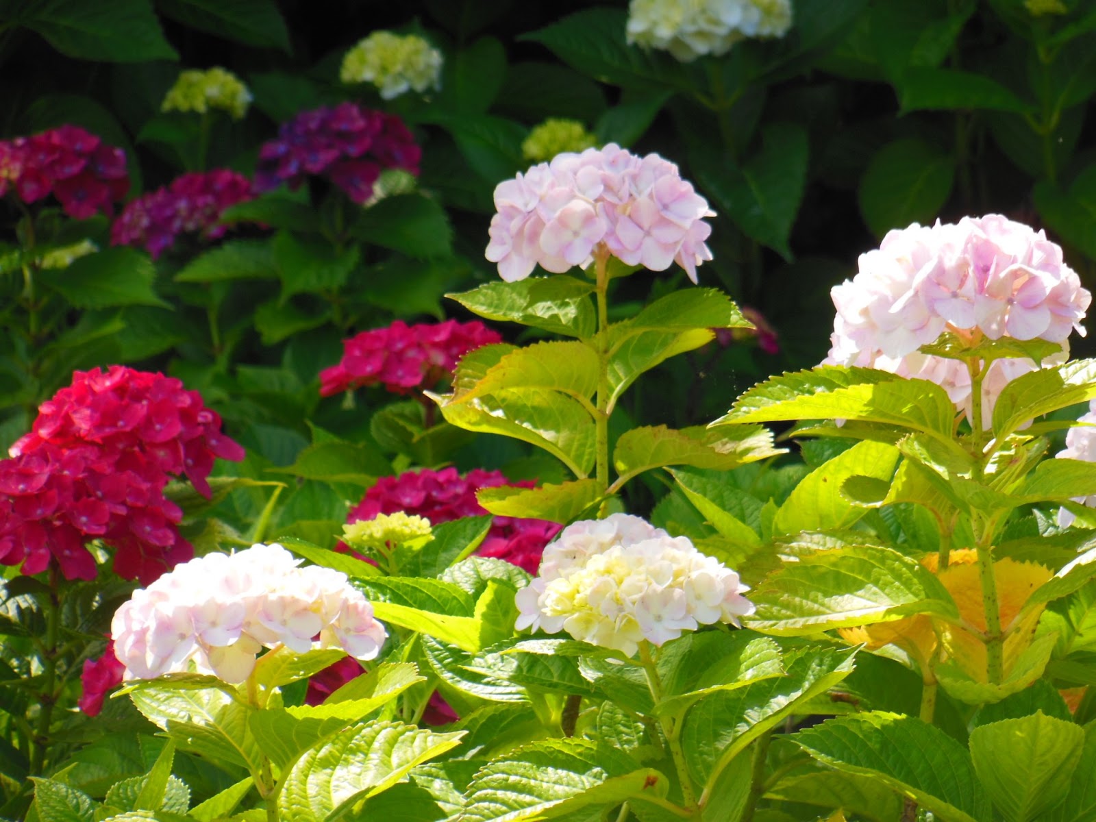 和の花だより 高塔山公園のあじさいは 色の七変化 できれいです