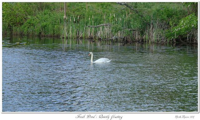 Fresh Pond: Quietly floating