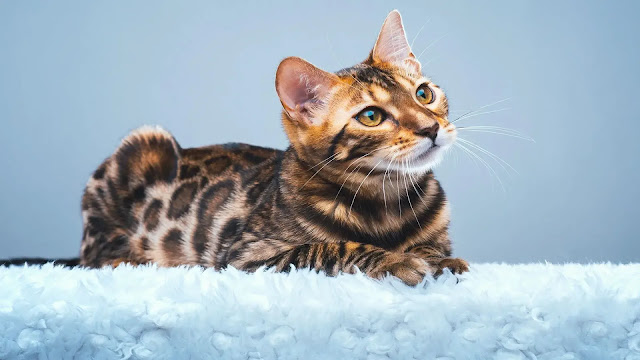 Bengal