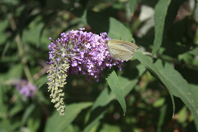 Butterfly flapping its wings on a violet flower