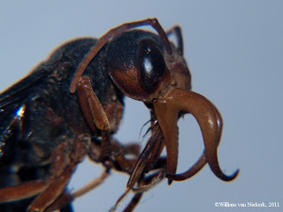 Specimen, originally from Chongwe, Lusaka, Zambia. 