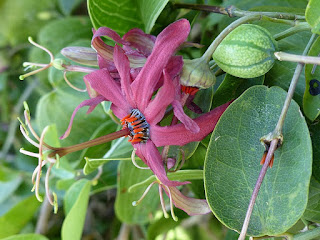 Passiflora cupraea - Grenadille cuivrée