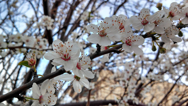 White Prunus flowers