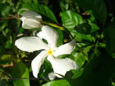 Crape Jasmine, Tabernaemontana coronaria