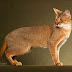 New Latest Chausie Breed Cat Pics And Cute Kitty Wallpaper