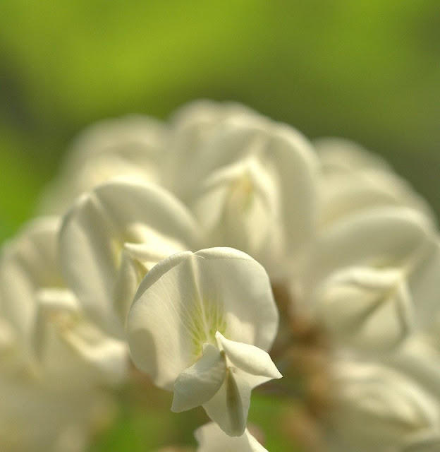 ACACIA, MIEL Y NATURALEZA.