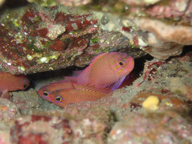 Anthias anthias