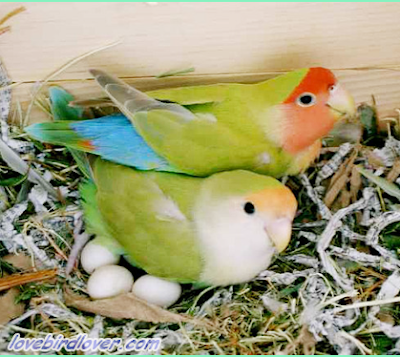 lovebird bertelur